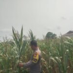 IMG-20260901-WA0085